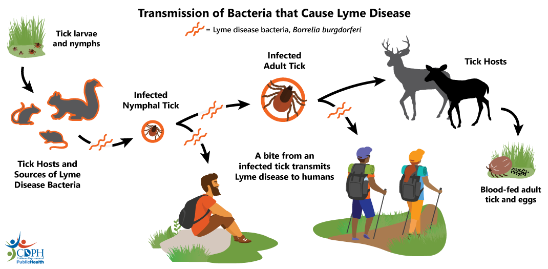 Depicts the transmission of lyme disease cycle: tick larvae into tick hosts into infected tick