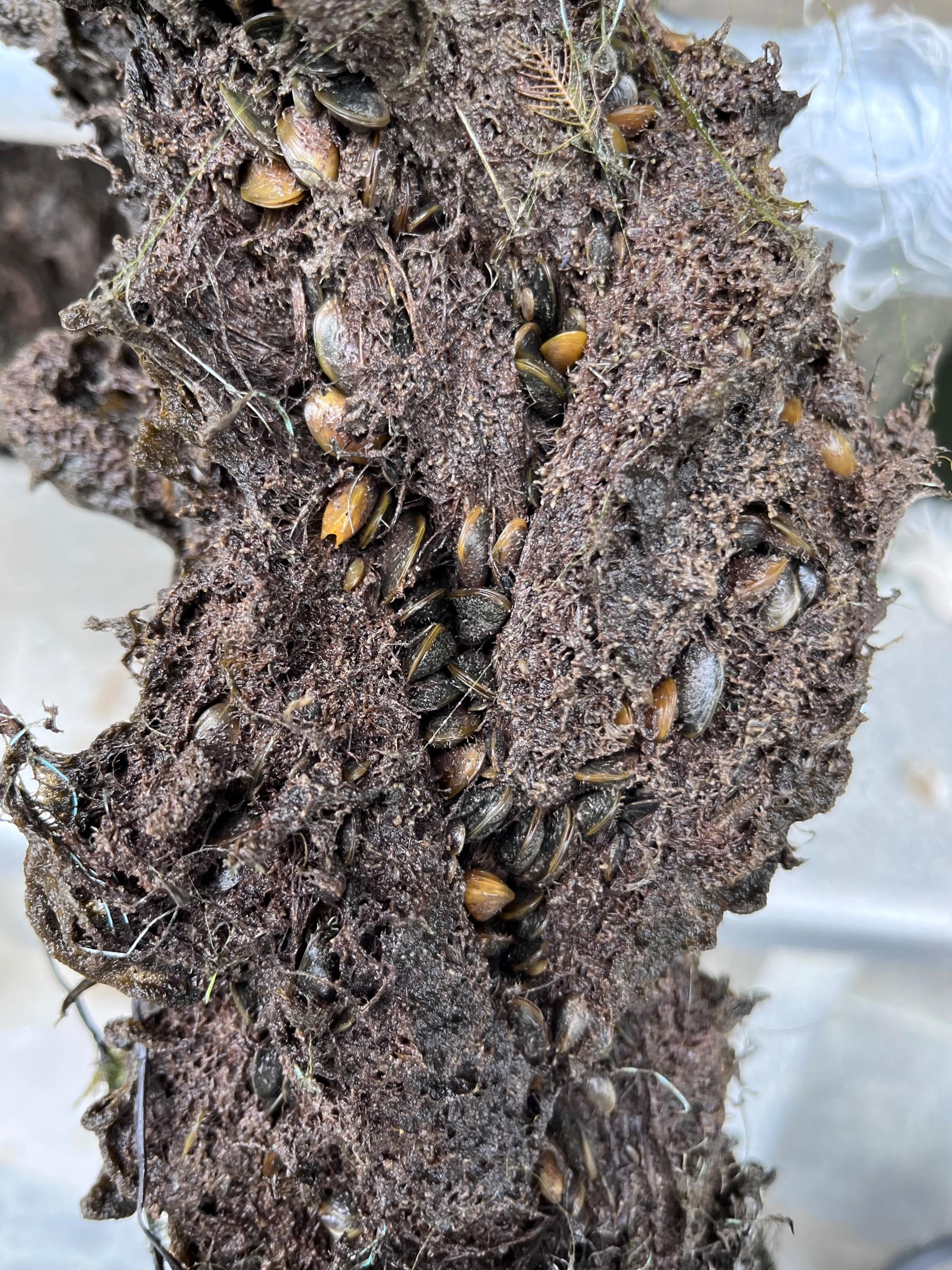 Golden Mussel Colony - CDFW