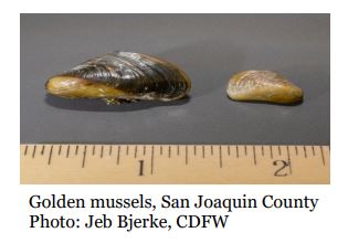 Golden Mussels - CFW