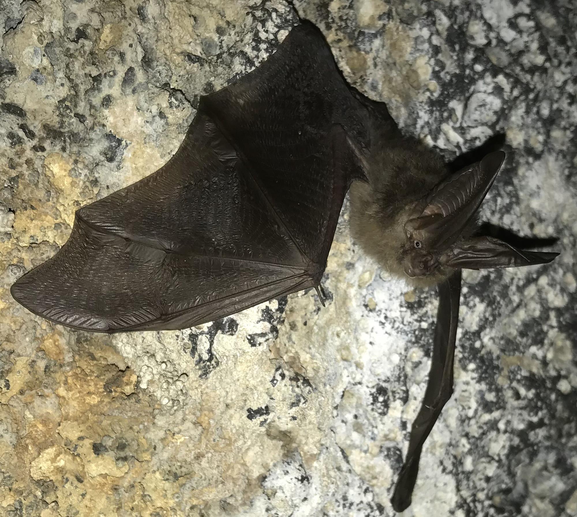 Corynorhinus+townsendii+(Townsend