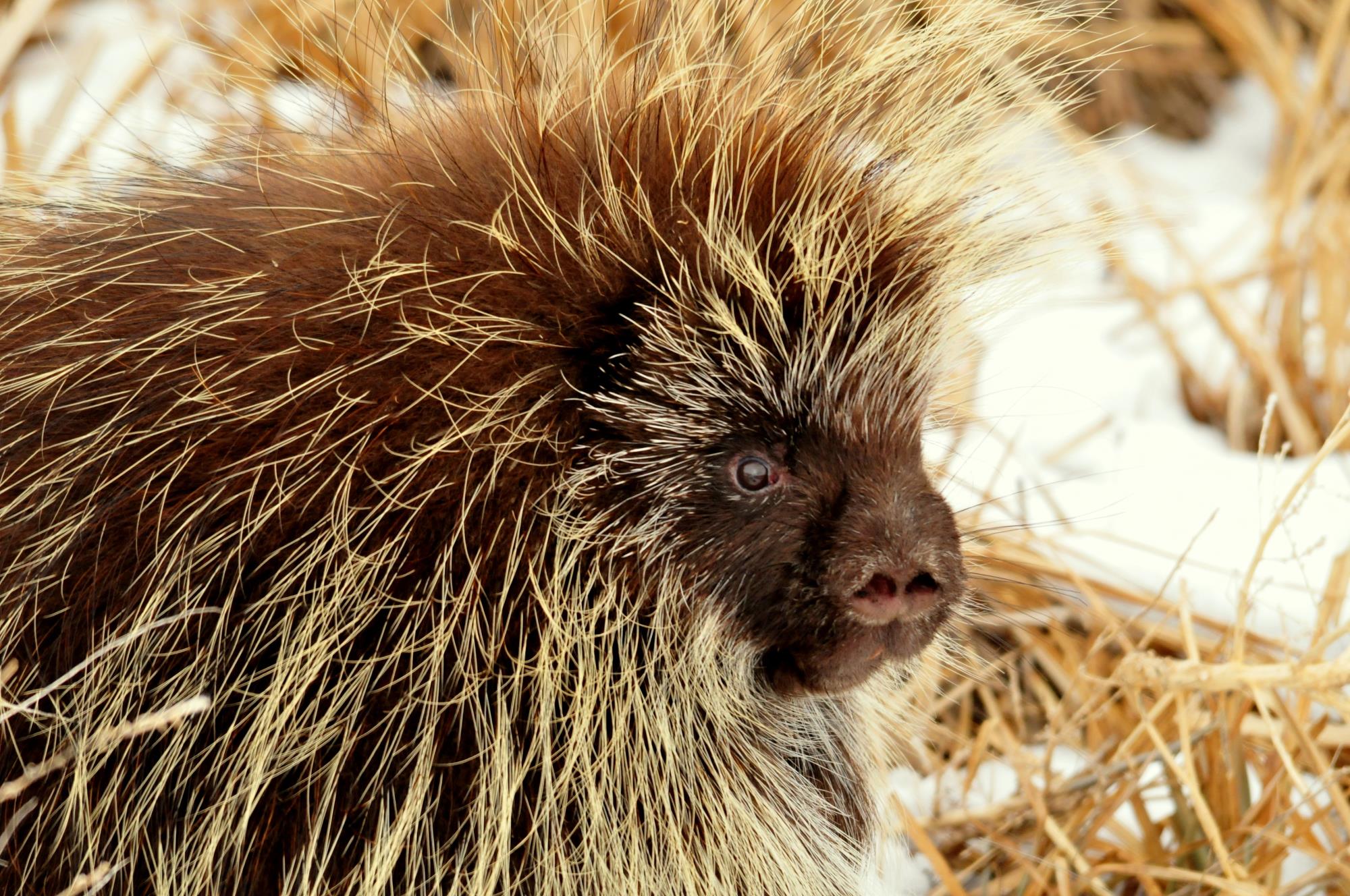 porcupine