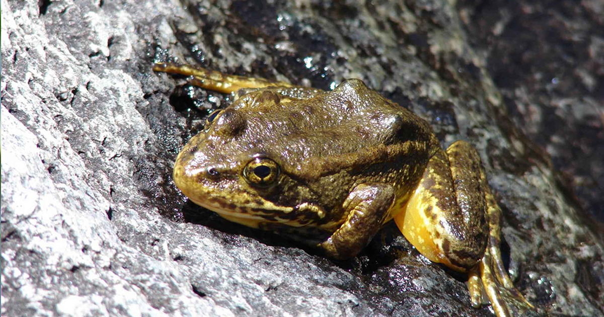 Yellow-Legged-Frog