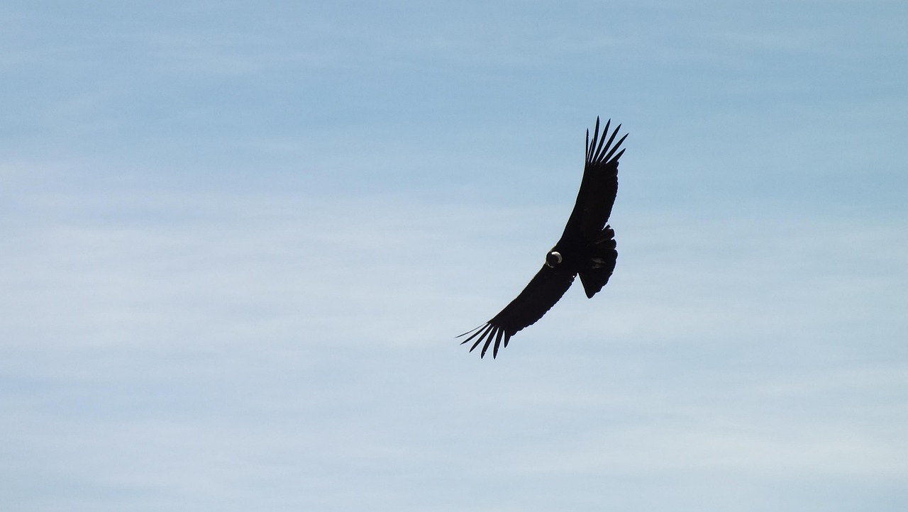 Condor in flight against blue sky
