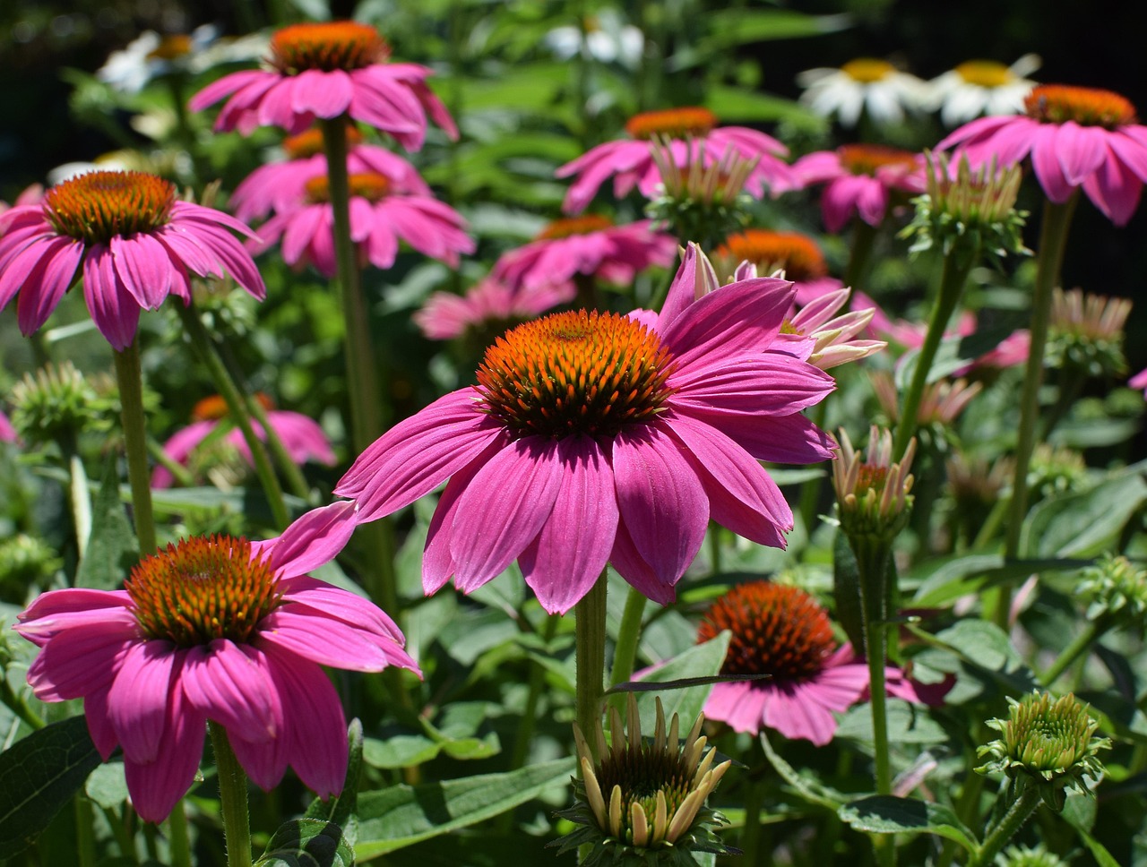 Purple echinacea flowers in bloom