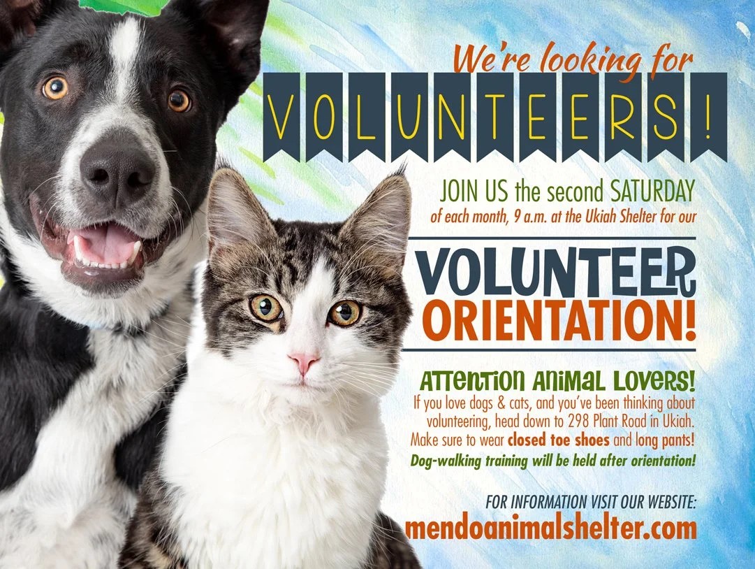 Vol-orientation-Flyer. Image of cat & dog 