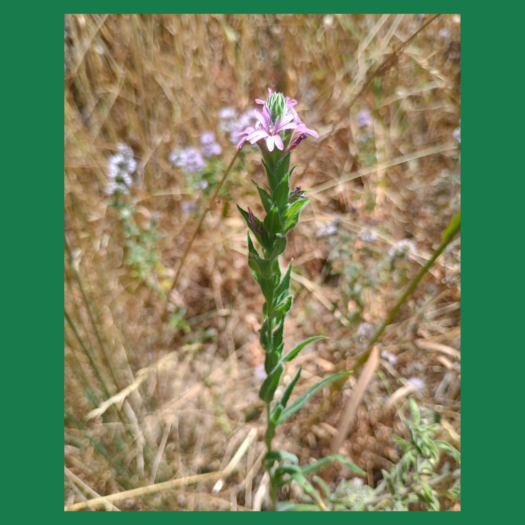 Brooktrails Environmental Documents Widget Image
