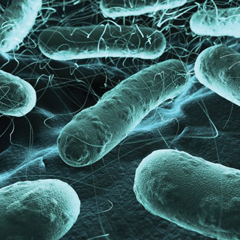 a photo of bacteria seen through a microscope