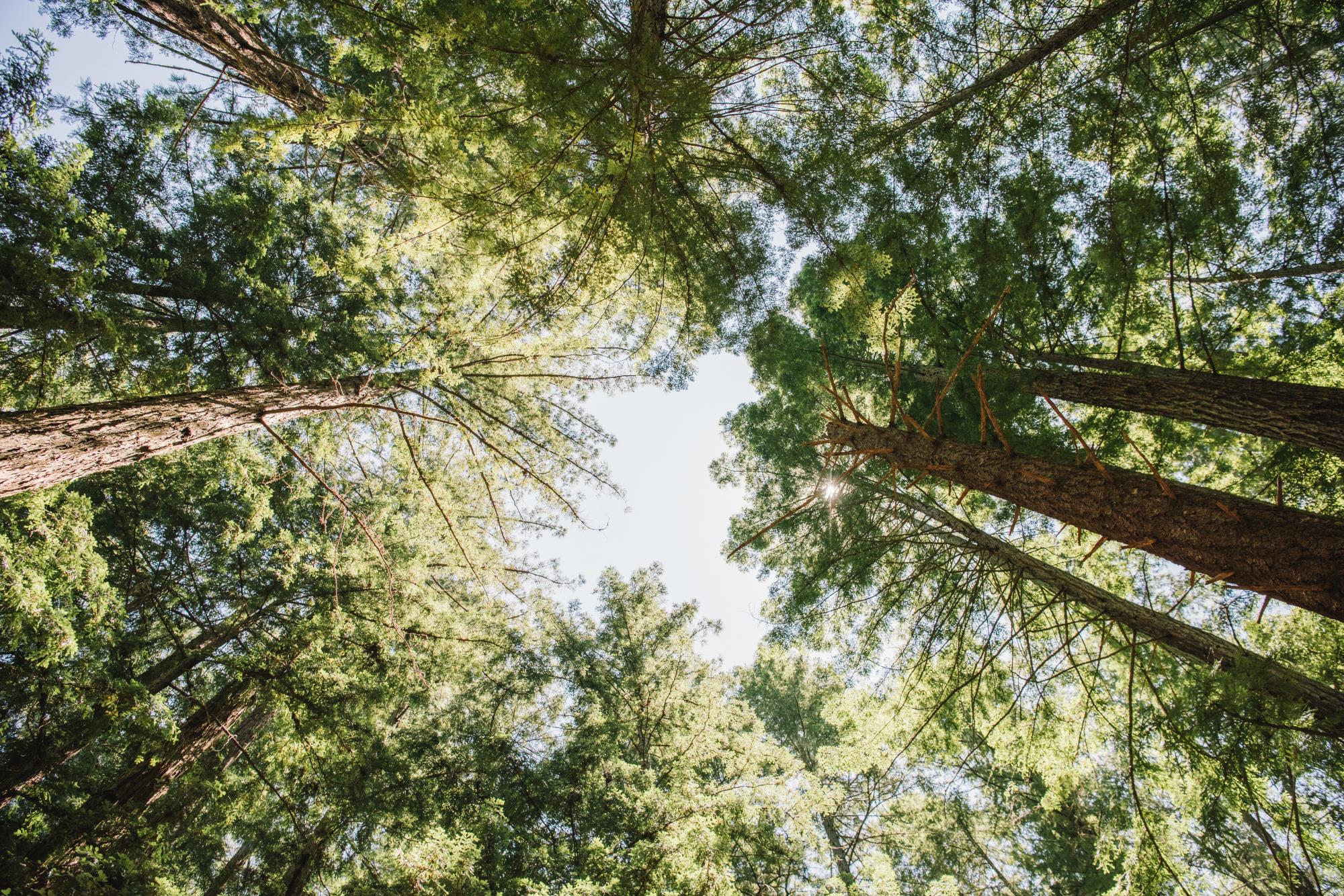 Photo of redwoods stretching to the sky